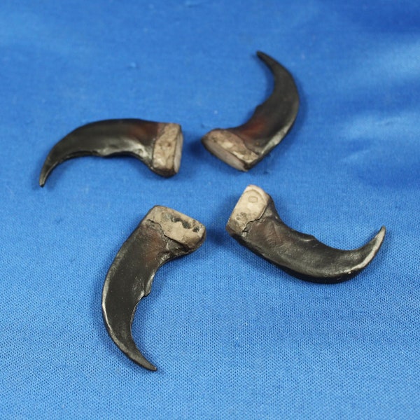 Synthetic Resin Bear Claws, Qty of 4,  2" long, Native American type Crafts Supply, Rendezvous, Pow Wows, CL2