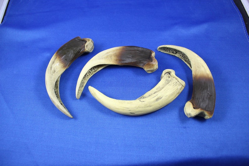 1 Resin Kodiak Bear Claw 4 3/4 Replica Claw Necklace Etsy