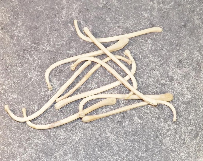2 Raccoon Penis Bones Raccoon Baculum Animal Parts Fertility Items