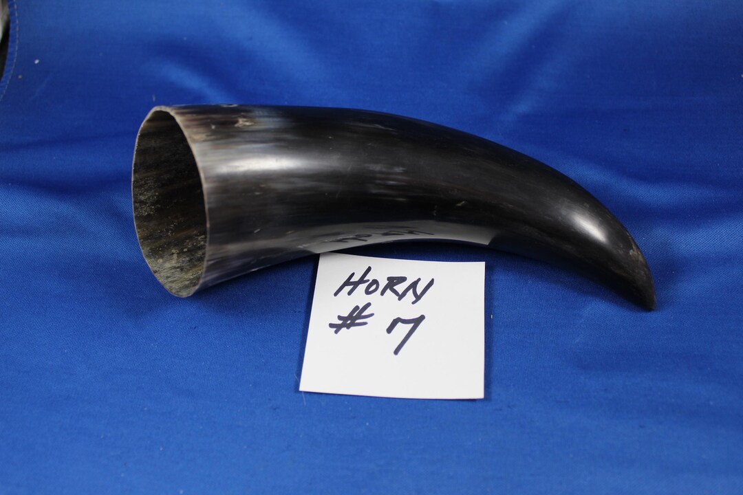 7 1/4 Water Buffalo Horn, Horn 7, Polished Horn, Natural Horn Supply