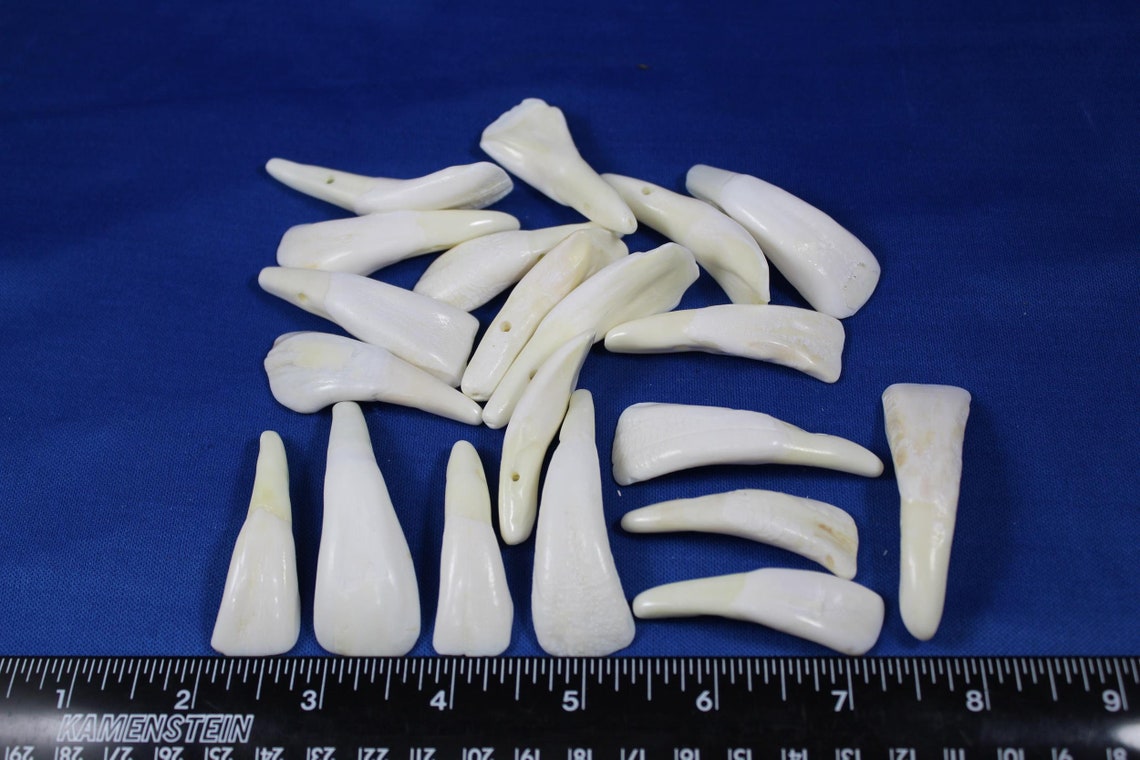 20 Genuine Buffalo Teeth Large White Teeth Drilled Teeth Etsy