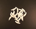 Canine Teeth, 10 Genuine Teeth, Drilled, White, Crafts Supplies, Mountain Man, Rendezvous, Pow Wows, Coyote teeth, also called Brush Wolf