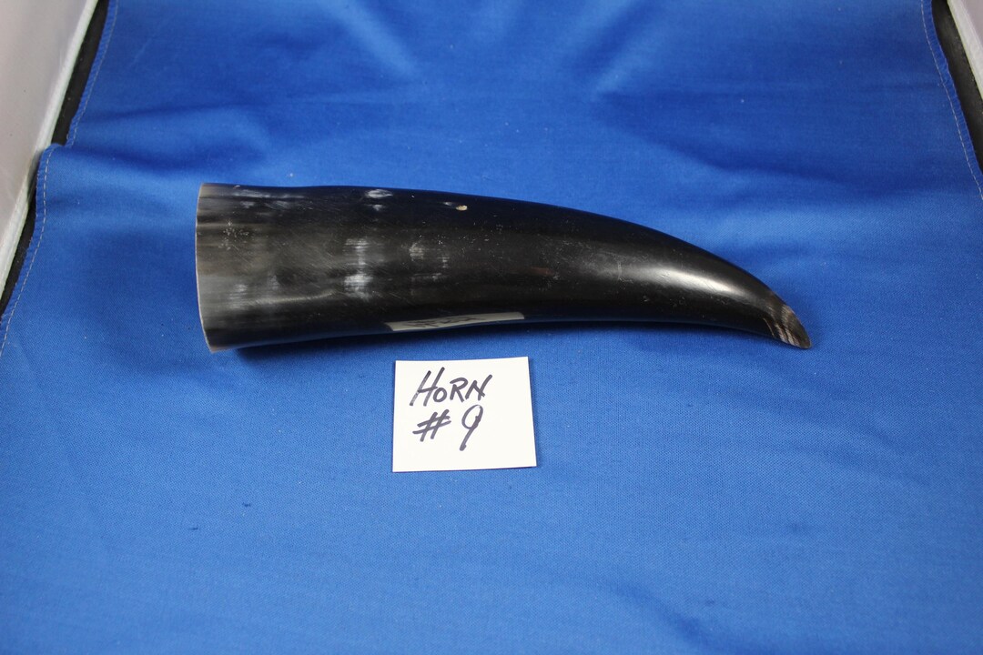 Water Buffalo Horn, Horn 9, 9 Polished Horn, Natural Horn Supply