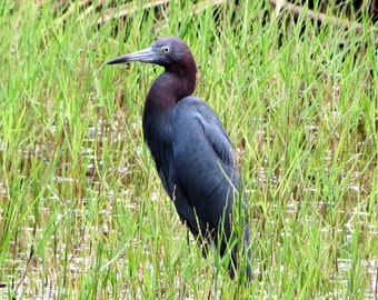 Little Blue Heron- In the grassy water