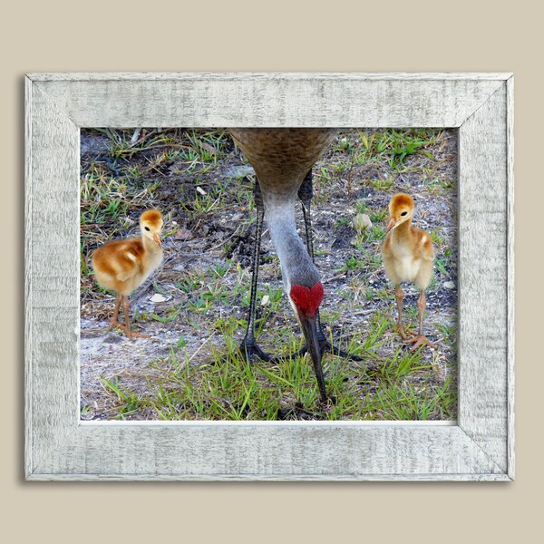 Sandhill Crane & Chicks