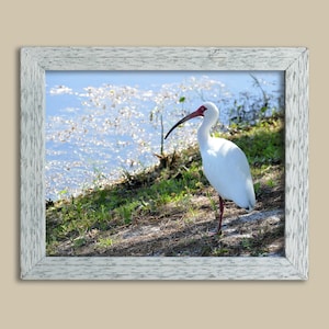 Ibis on the watch