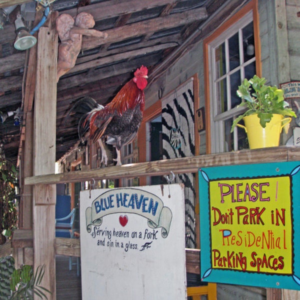 Blue Heaven Rooster - Key West