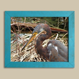 Great Blue Heron-Fishing