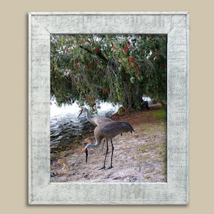 Sandhill Cranes