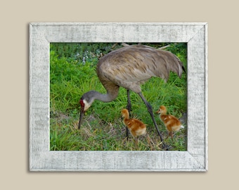 Hora de cenar de la grulla canadiense