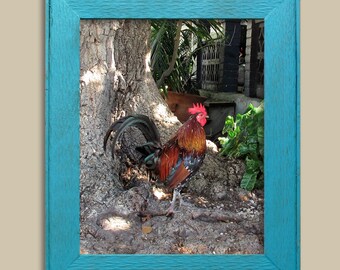 Gallo di Key West