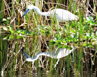 Egret- Mirror