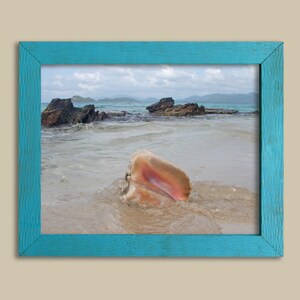 Conch Shell - St Thomas