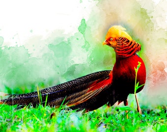 Iron-on Golden Pheasant