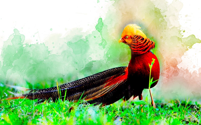 Iron-on Golden Pheasant imagem 1