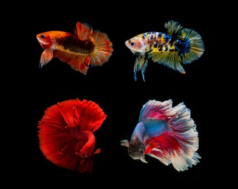 Iron-on fighting fish 9 motifs to choose from betta splendens