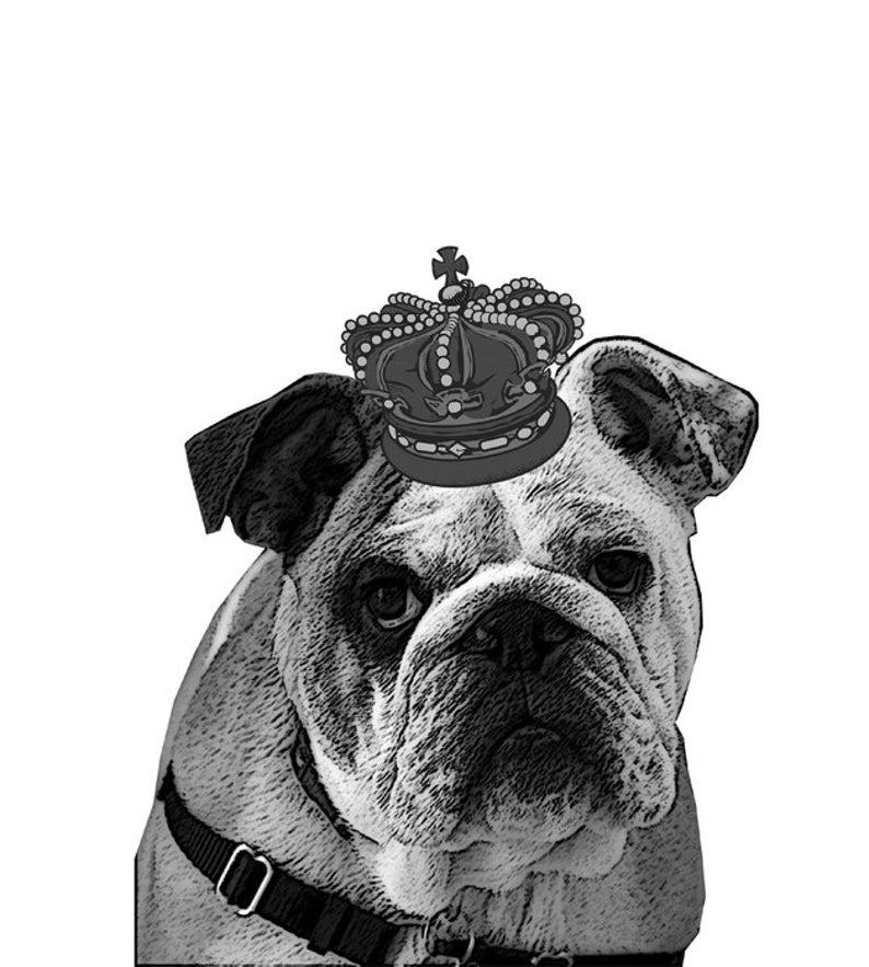Hotfix English Bulldog