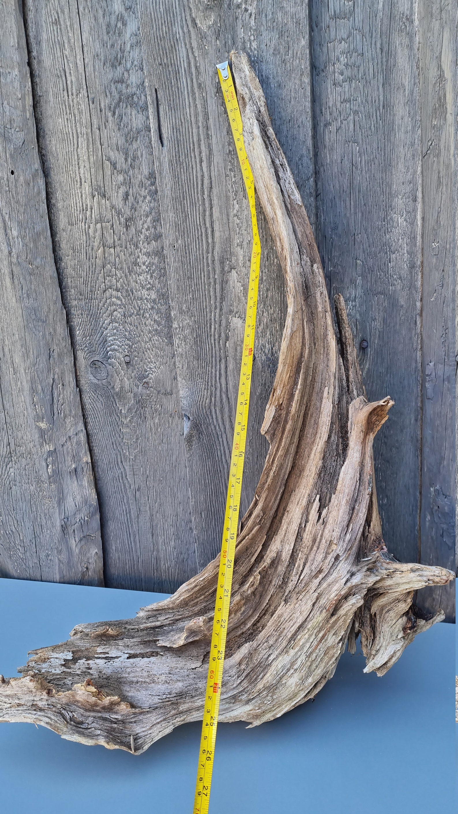25 64 cm Driftwood sculpture Taxidermy Etsy
