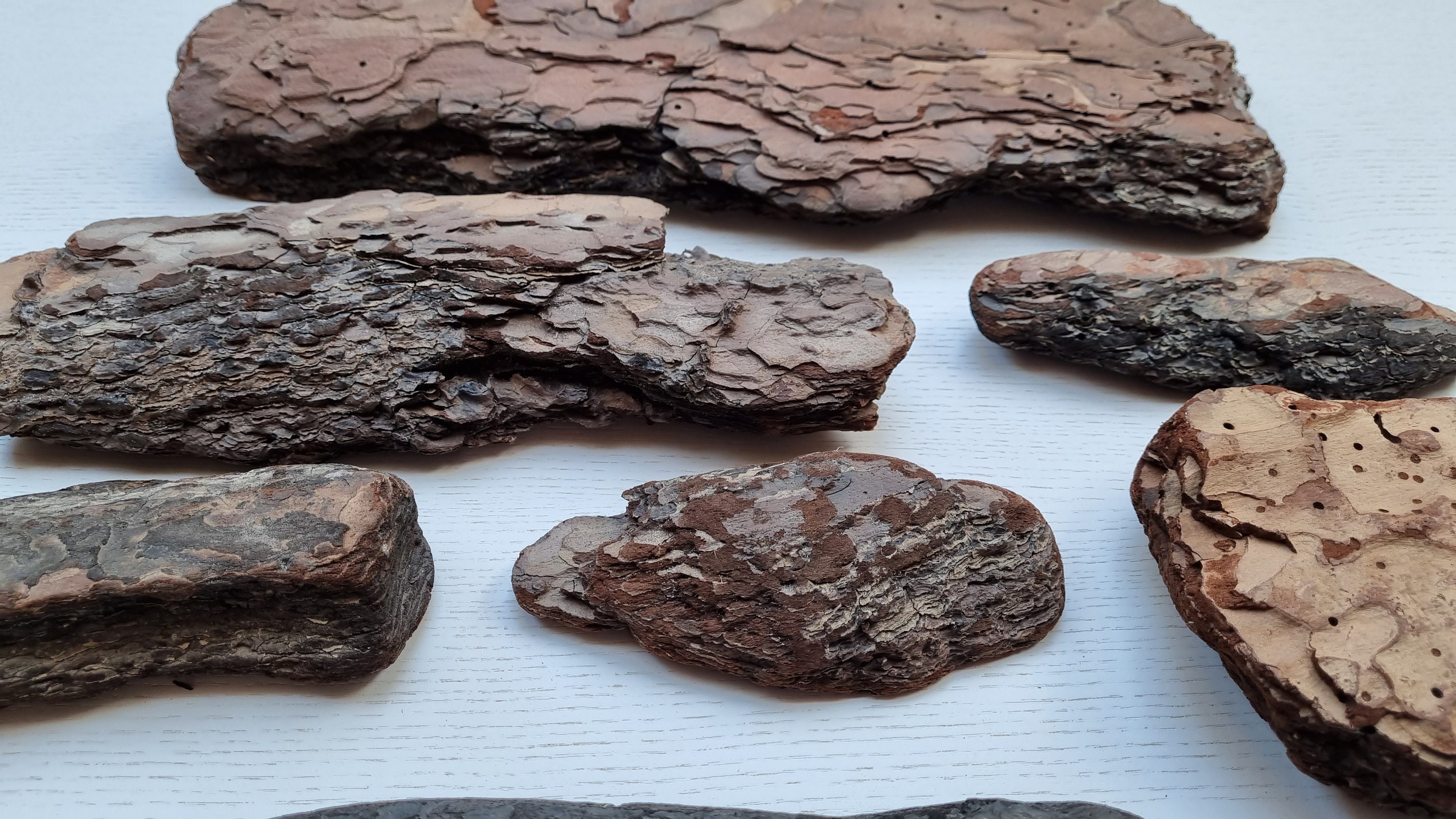 Pine barks set 7 pcs Natural Pine Bark handpicked driftwood Etsy