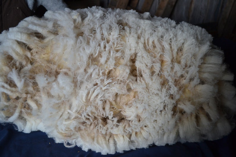 Gulf Coast Native Sheep Fleeces SE2SE Raw Wool image 4