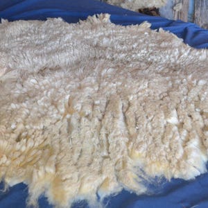 May include: A large, raw sheep fleece with a natural, off-white color. The wool fibers are thick and textured, with variations in tone. The fleece is spread out on a blue surface, likely for processing or display.