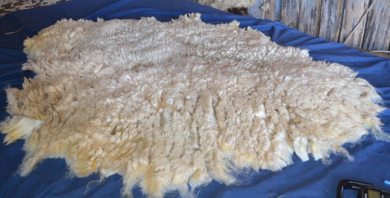 May include: A large, raw sheep fleece with a natural, off-white color. The wool fibers are thick and textured, with variations in tone. The fleece is spread out on a blue surface, likely for processing or display.