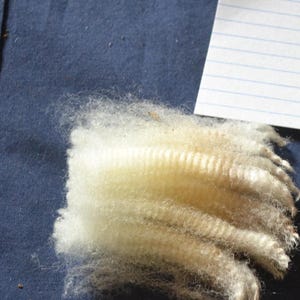May include: Close-up of a sample of raw wool, showing a light cream color and a fluffy texture. The wool is arranged in a rectangular shape, with visible crimp. A wooden ruler and a small piece of paper with the number "588" are also in the image.