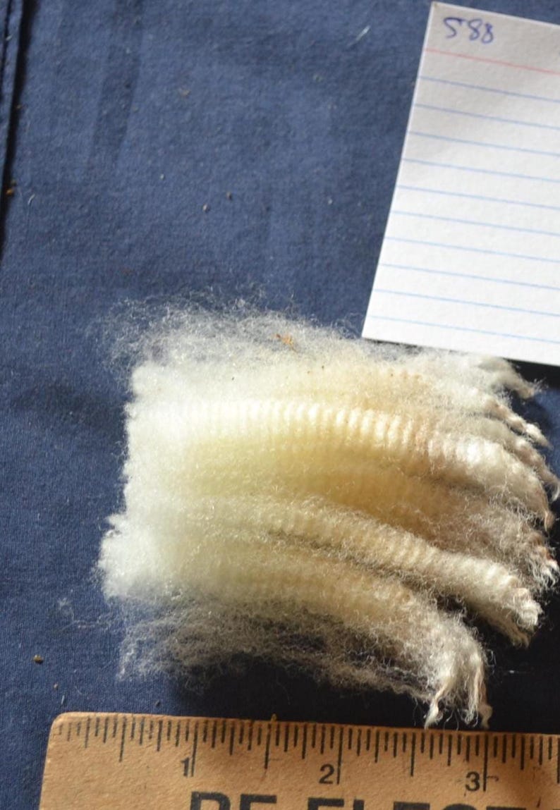 May include: Close-up of a sample of raw wool, showing a light cream color and a fluffy texture. The wool is arranged in a rectangular shape, with visible crimp. A wooden ruler and a small piece of paper with the number "588" are also in the image.