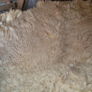 Gulf Coast Native Sheep Fleeces SE2SE Raw Wool image 6