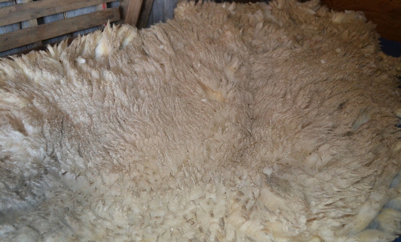 Gulf Coast Native Sheep Fleeces SE2SE Raw Wool image 6