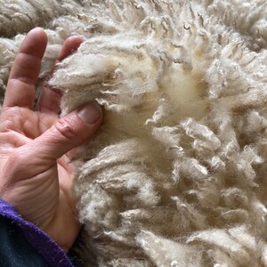 Gulf Coast Native Sheep Fleeces SE2SE Raw Wool image 9
