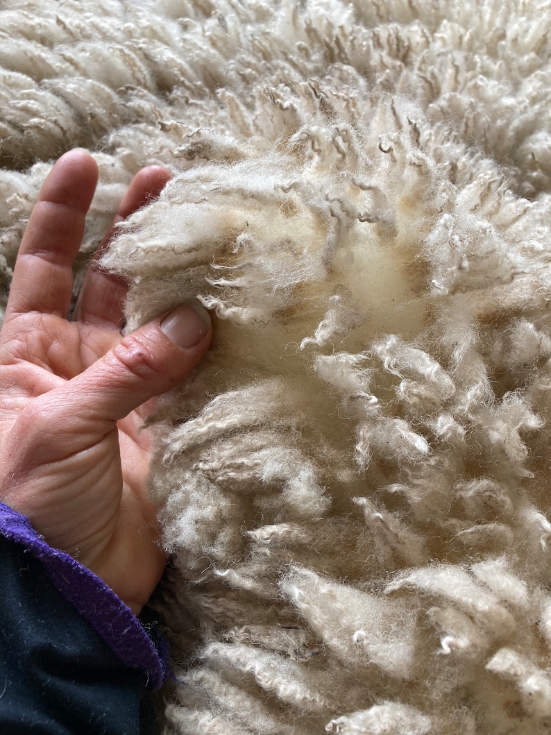 Gulf Coast Native Sheep Fleeces SE2SE Raw Wool image 9