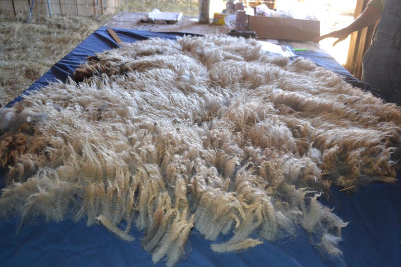 Wool Unprocessed Natural Colored Gulf Coast Native Fleeces (SE2SE) - Raw Wool - Etsy
