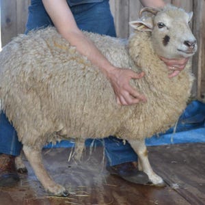 May include: A sheep with a thick, cream-colored fleece is held by a person wearing blue jeans and brown boots. The sheep has a light brown face with dark markings around the eyes and ears. The background is a wooden structure.