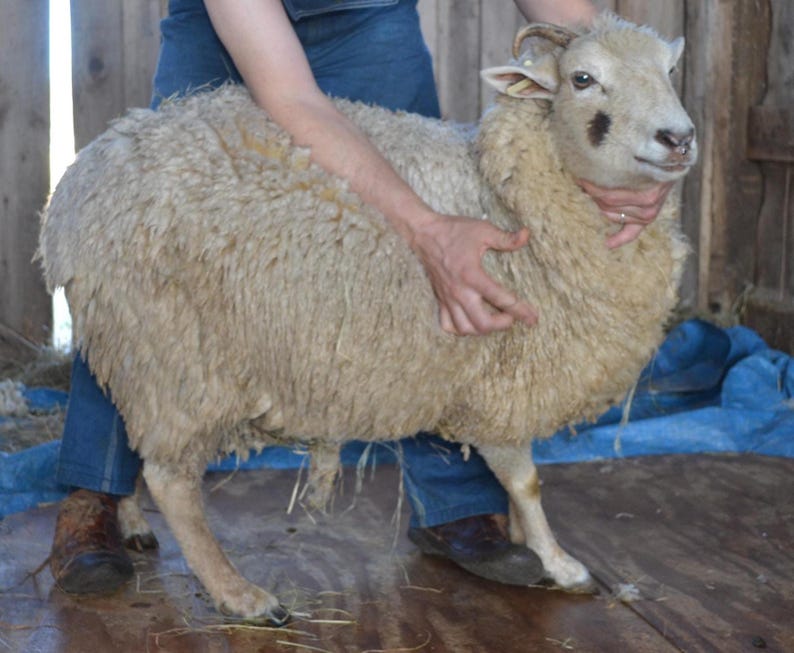 May include: A sheep with a thick, cream-colored fleece is held by a person wearing blue jeans and brown boots. The sheep has a light brown face with dark markings around the eyes and ears. The background is a wooden structure.
