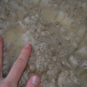 May include: Close-up of raw, unprocessed wool fibers. The wool is a creamy off-white color with a slightly textured appearance. The fibers are soft and fluffy, with some areas showing a denser, matted texture. A hand is touching the wool.