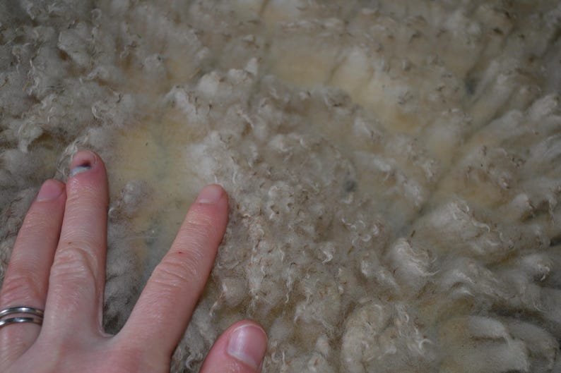 May include: Close-up of raw, unprocessed wool fibers. The wool is a creamy off-white color with a slightly textured appearance. The fibers are soft and fluffy, with some areas showing a denser, matted texture. A hand is touching the wool.