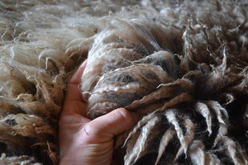 Wool Unprocessed Natural Colored Gulf Coast Native Fleeces (SE2SE) - Raw Wool - Etsy