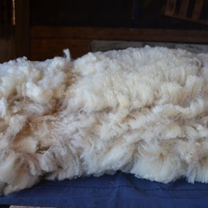 May include: A large pile of raw, unprocessed wool, freshly shorn. The wool is a creamy white color with some light brown highlights, and it appears soft and fluffy. The wool is spread out on a blue surface, likely for sorting or processing.