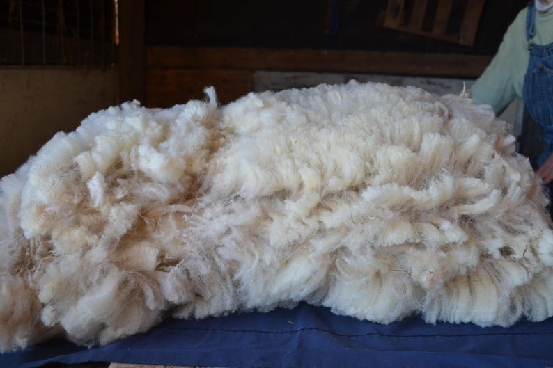 May include: A large pile of raw, unprocessed wool, freshly shorn. The wool is a creamy white color with some light brown highlights, and it appears soft and fluffy. The wool is spread out on a blue surface, likely for sorting or processing.