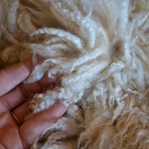 Gulf Coast Native Cross Fleeces - Raw Wool
