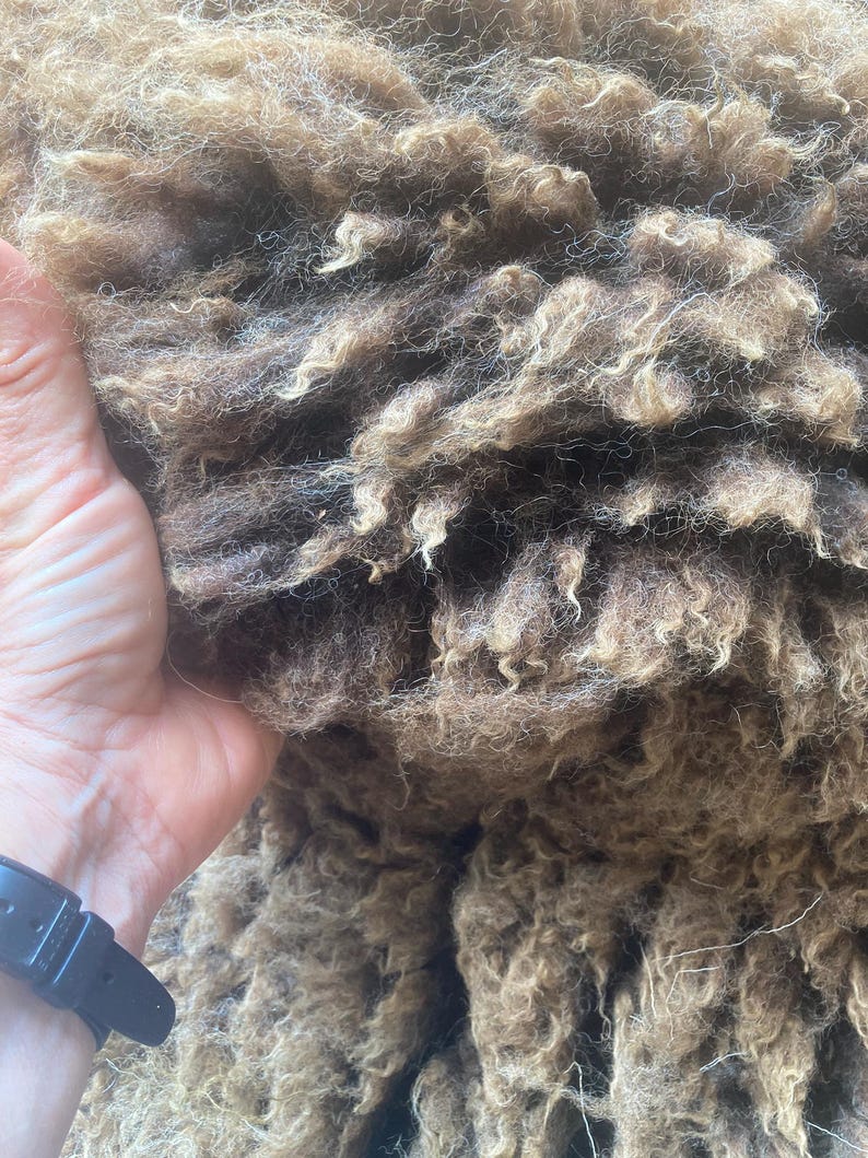 Wool Unprocessed Natural Colored Gulf Coast Native Fleeces (SE2SE) - Raw Wool - Etsy
