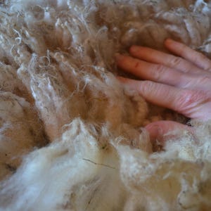 May include: Close-up of raw, unprocessed wool fibers in shades of cream and tan. A hand rests on the wool, showing the texture and softness of the natural material. The wool appears fluffy and unspun.