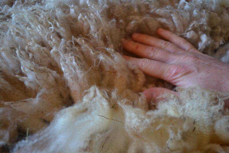 May include: Close-up of raw, unprocessed wool fibers in shades of cream and tan. A hand rests on the wool, showing the texture and softness of the natural material. The wool appears fluffy and unspun.