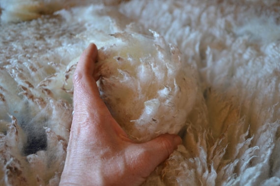 Gulf Coast Native Sheep Fleeces (SE2SE) - Raw Wool