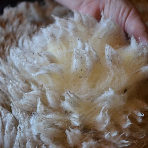 以下が含まれることがあります： 未加工の原毛のクローズアップ。 羊毛はクリームがかったオフホワイトで、柔らかくふわふわした質感です。 手が羊毛の一部を持っており、その自然な繊維を示しています。 羊毛は刈りたてのように見えます。