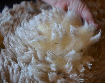 Gulf Coast Native/Polypay Cross - Raw Wool