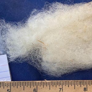May include: A close-up of raw, unprocessed wool fibers. The wool is a creamy white color with some tan and brown strands. A small plastic bag and a handwritten label that says "Ramon" are to the left of the wool. A ruler is at the bottom.