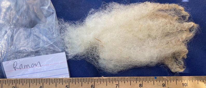 May include: A close-up of raw, unprocessed wool fibers. The wool is a creamy white color with some tan and brown strands. A small plastic bag and a handwritten label that says "Ramon" are to the left of the wool. A ruler is at the bottom.