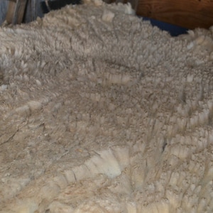 Gulf Coast Native Sheep Fleeces SE2SE Raw Wool image 8